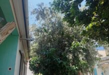 Ζητούν κλάδεμα των δέντρων και είναι στο… περίμενε