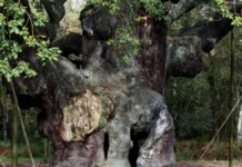 Ξεράθηκε η αρχαία βελανιδιά του Ρομπέν των Δασών μετά από 1.200 χρόνια ζωής