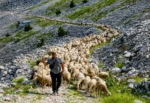 Η οικογένεια που μετακινεί 1.000 πρόβατα κάθε καλοκαίρι