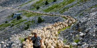 Η οικογένεια που μετακινεί 1.000 πρόβατα κάθε καλοκαίρι