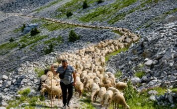 Η οικογένεια που μετακινεί 1.000 πρόβατα κάθε καλοκαίρι