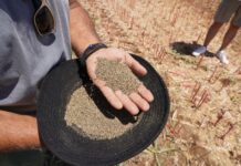 Κινόα: Εναλλακτική στροφή σε μια νέα και δυναμική καλλιέργεια
