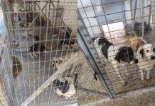 «Κόσμος και Φύση»: Αντί για 40 στοιβάζονται 170 αδέσποτα στο Δημοτικό κυνοκομείο Βόλου