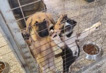 «Συνυπάρχω»: Υπολειτουργεί η Υπηρεσία Αδέσποτων του Δήμου Βόλου- Σχεδόν όλοι οι υπάλληλοι σε άδεια