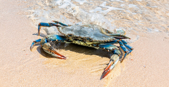 callinectes_sapidus_maketa