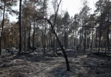 Eθελοντής πυροσβέστης ομολόγησε ότι έβαλε τη φωτιά σε δάσος με σπίρτα και βενζίνη!