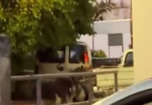 Έδεσε γαϊδουράκια με σχοινιά στο αγροτικό και τα έσερνε