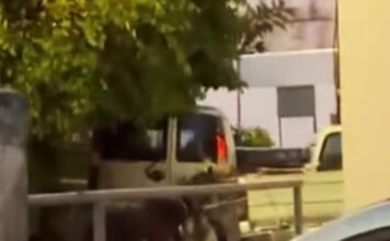 Έδεσε γαϊδουράκια με σχοινιά στο αγροτικό και τα έσερνε