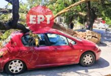 Βελανιδιά καταπλάκωσε αυτοκίνητο σε αυλή σπιτιού