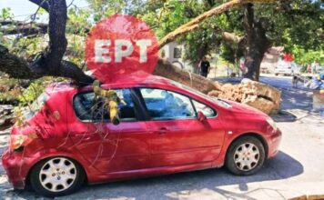 Βελανιδιά καταπλάκωσε αυτοκίνητο σε αυλή σπιτιού