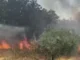 Πρόστιμο 1.125 ευρώ σε Βολιώτη που έβαλε φωτιά σε οικόπεδο