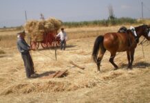 Καρδίτσα: Όταν τα ανθρώπινα χέρια αντικαθιστούσαν τις μηχανές σε όργωμα, θερισμό και παραγωγή αλευριού
