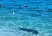 Φώκια κολυμπούσε δίπλα στους λουόμενους
