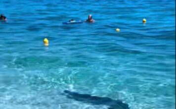 Φώκια κολυμπούσε δίπλα στους λουόμενους