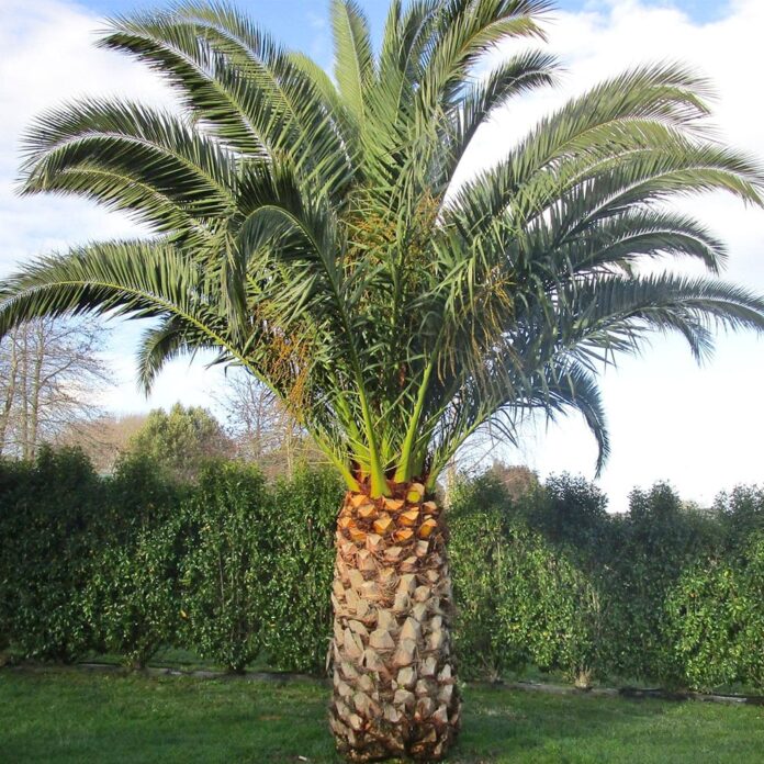 Phoenix-canariensis-1