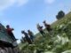 Βουτούσαν τα λάχανα σε… φορμαλδεΰδη για να διατηρούνται φρέσκα