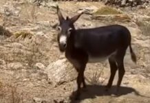 Άφησαν δεμένο γαϊδουράκι σε οικόπεδο (βίντεο)