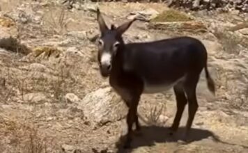 Άφησαν δεμένο γαϊδουράκι σε οικόπεδο (βίντεο)
