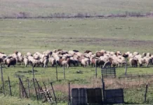Έλεγχοι ΑΑΔΕ σε στάνες της Κρήτης – Κλήθηκαν 195 κτηνοτρόφοι, 120 δεν προσήλθαν και χάνουν τις επιδοτήσεις