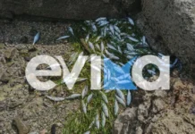 Δεκάδες νεκρά ψάρια ξεβράστηκαν στην παραλία Ροδιές στην Χαλκίδα, δείτε εικόνες και βίντεο