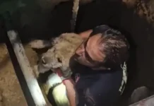 Σκύλος έπεσε σε τρύπα 3 μέτρων