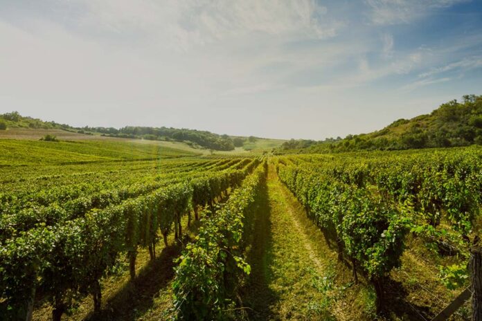Winery-Home-video-bg-2-min