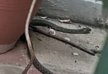 Φίδι έκανε… βόλτες ανάμεσα σε γλάστρες (φωτογραφίες)