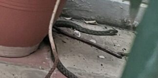 Φίδι έκανε… βόλτες ανάμεσα σε γλάστρες (φωτογραφίες)