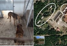 “Κόσμος και Φύση”: Πώς φτάσαμε από τα 40 ζώα στα περίπου 170 μέσα στο Δημοτικό Κυνοκομείο του Βόλου;